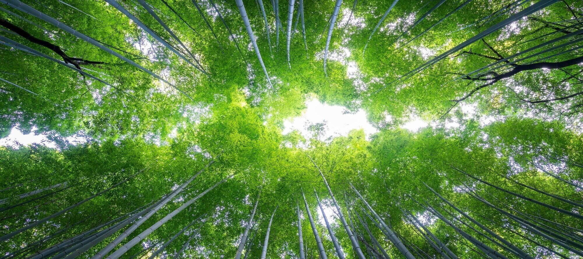 Environmental Policy Banner.jpg